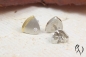 Preview: Ohrstecker "Wild(t)e Dreiecke, Platin 950/-, strichmatt , 7,5 mm