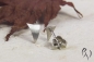 Preview: Ohrstecker kleines Segel, Platin 950/-, strichmatt